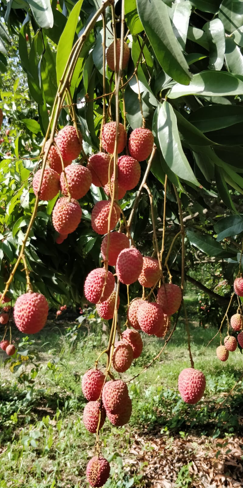 Fresh red litchis