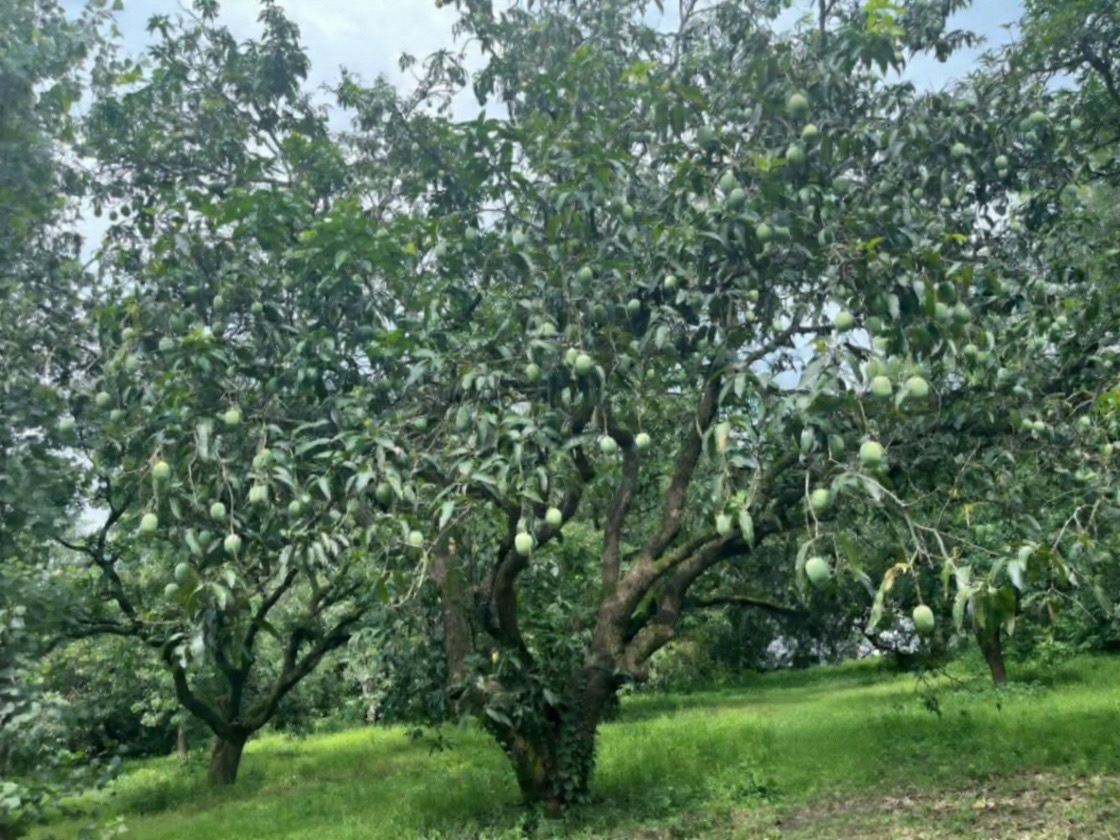 Mango tree at Mango Berry Estate
